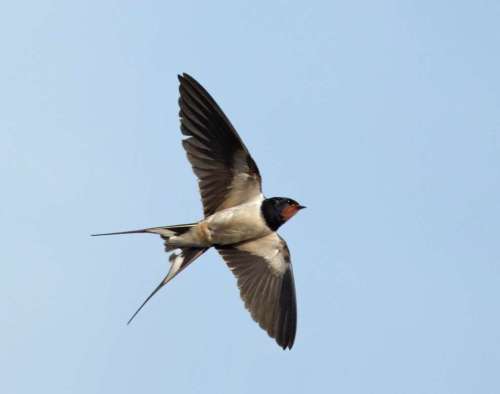 Swallow